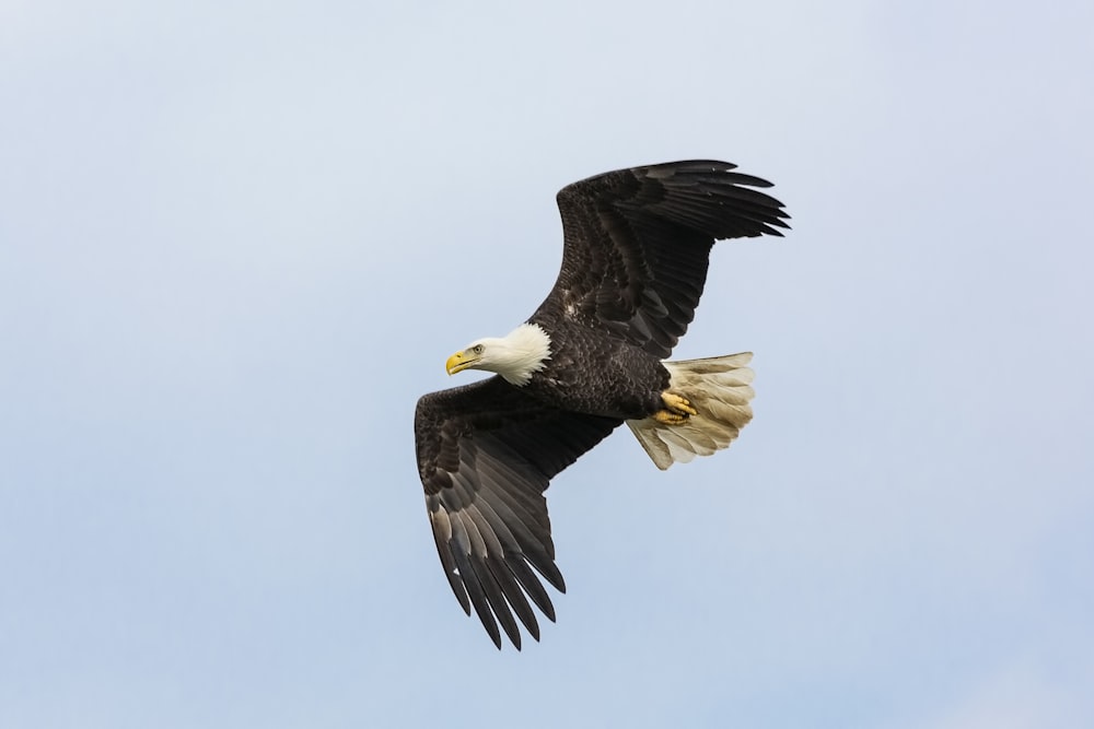 águila calva voladora en blanco y negro