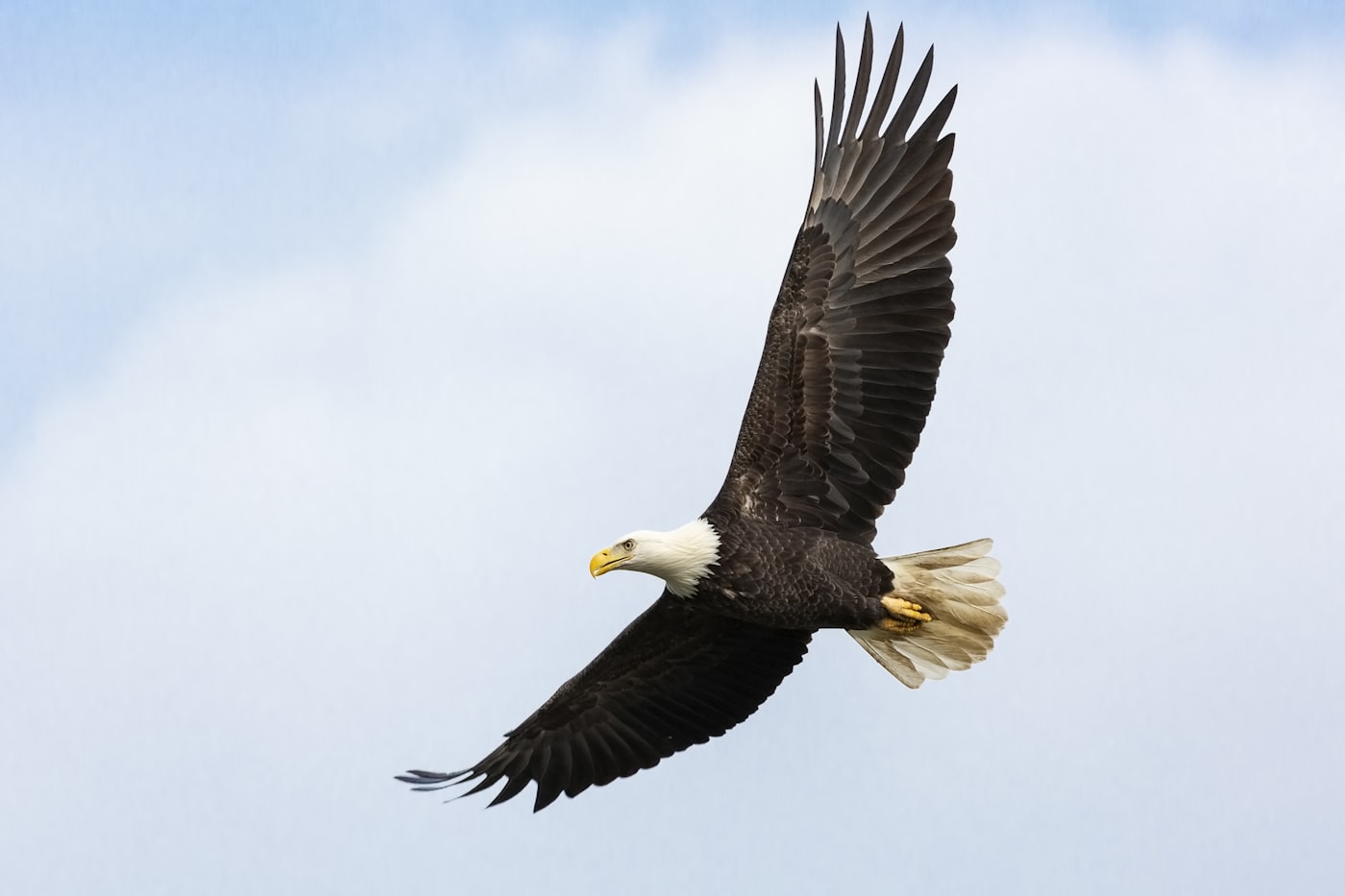 Bald eagle soaring against a mountain backdrop