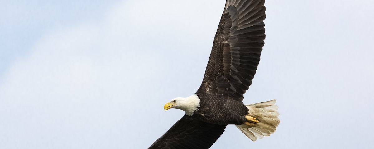 white and brown bald eagle