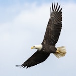 white and brown bald eagle