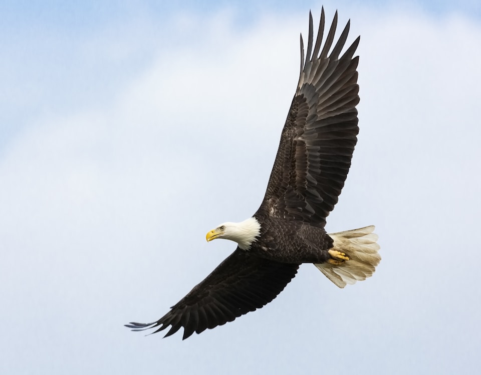 white and brown bald eagle