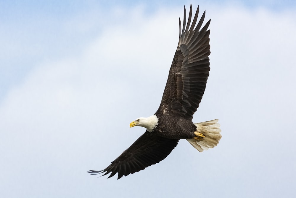 white and brown bald eagle