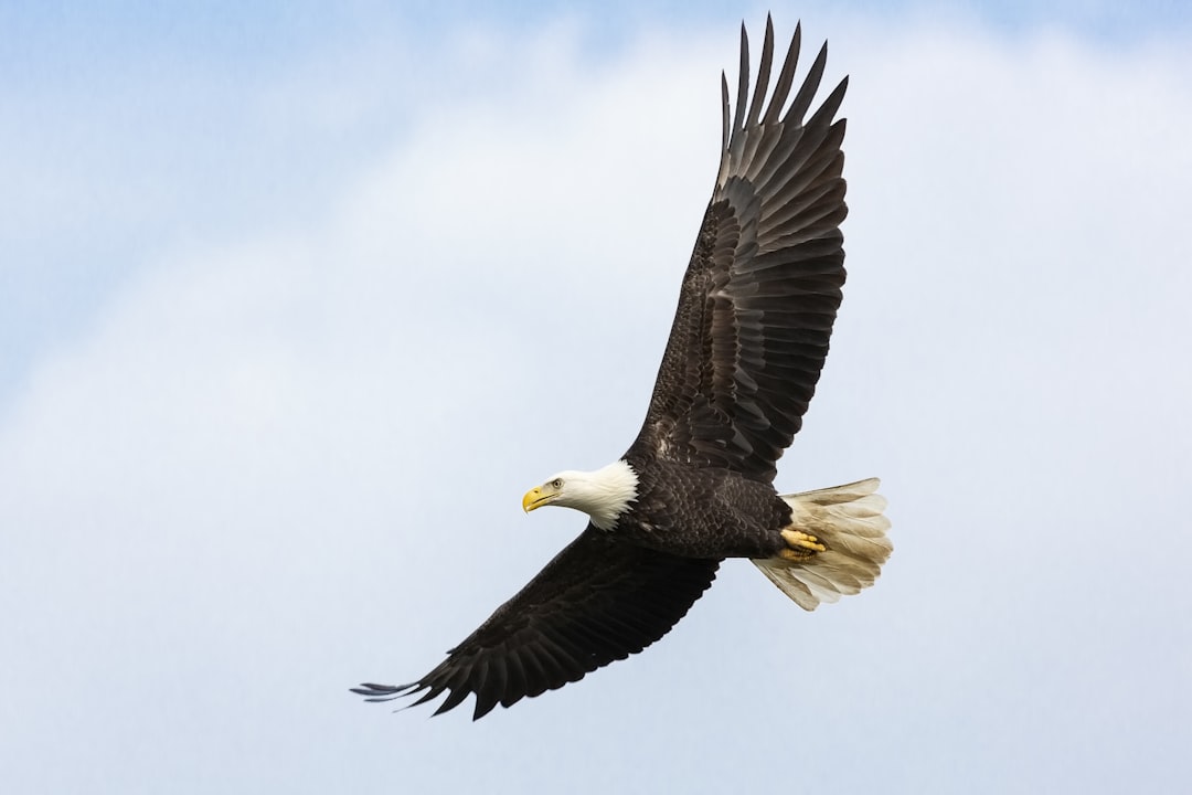 white and brown bald eagle,