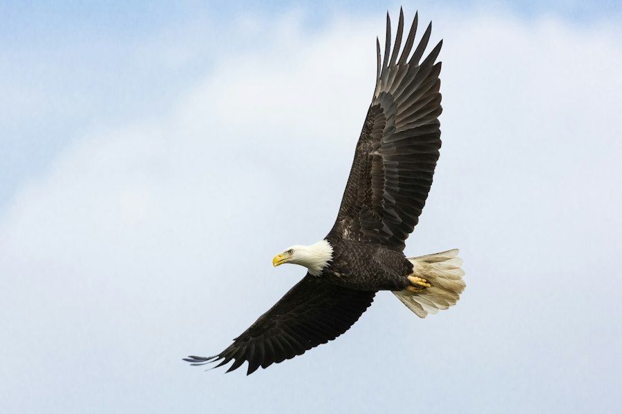Bald eagle in flight