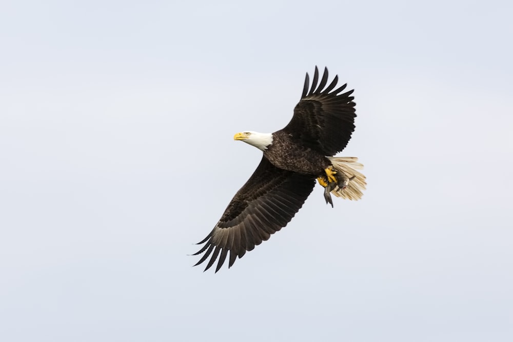 black and white eagle flying