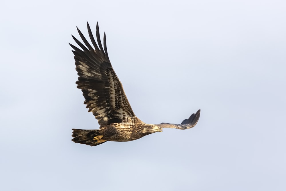 brown hawk flying