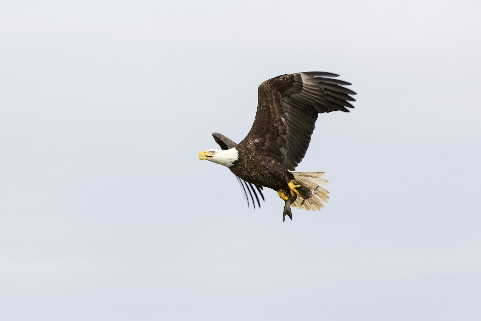 Canon EOS 5D Mark III + Sigma 150-600mm F5-6.3 DG OS HSM | C sample photo. American bald eagle in photography