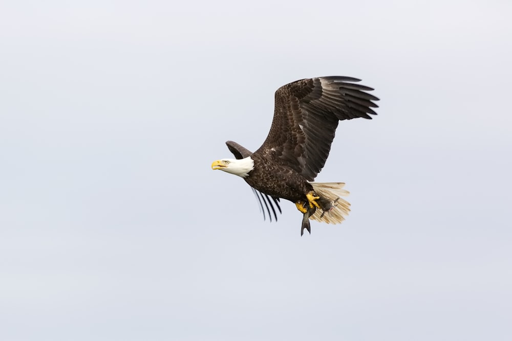 American bald eagle in flight