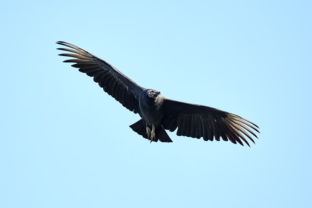 black bird flying under blue sky