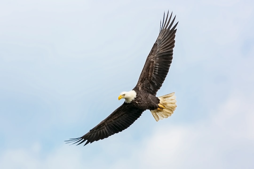  bald eagle flying on skies bald eagle