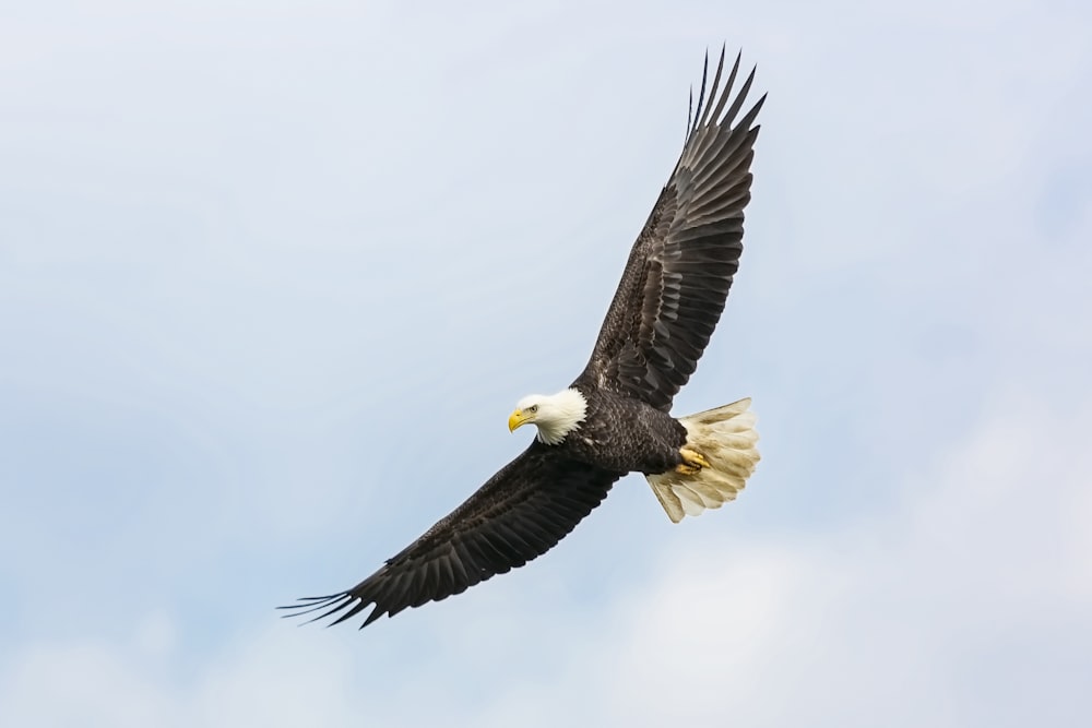 Bald Eagle flying at an angle in blue, partially cloudy sky