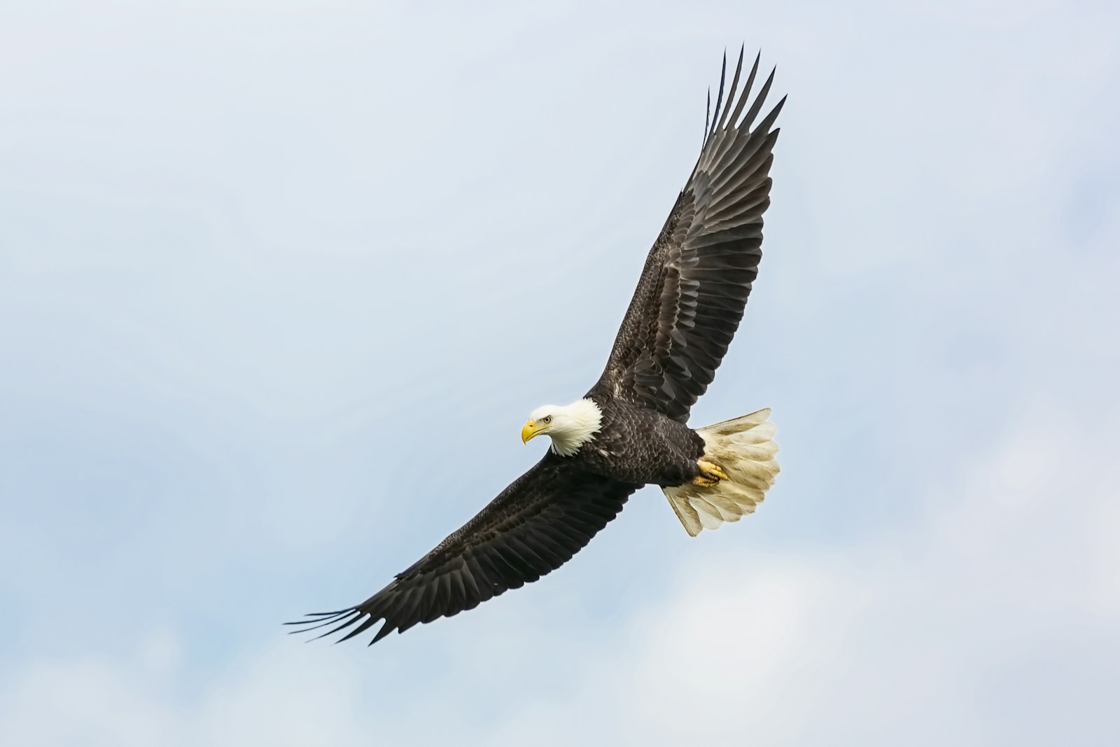 Canon EOS 5D Mark III + Sigma 150-600mm F5-6.3 DG OS HSM | C sample photo. Bald eagle flying on photography