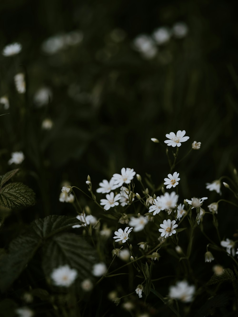 white-petaled flowers on selective focus photography