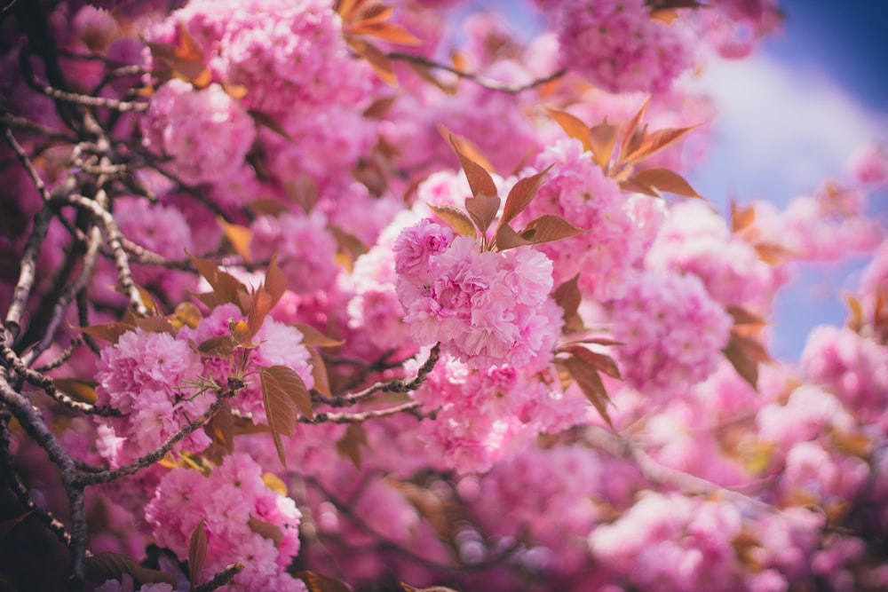 pink flowering tree blooming at daytime
