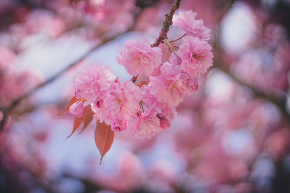 pink petaled flowers