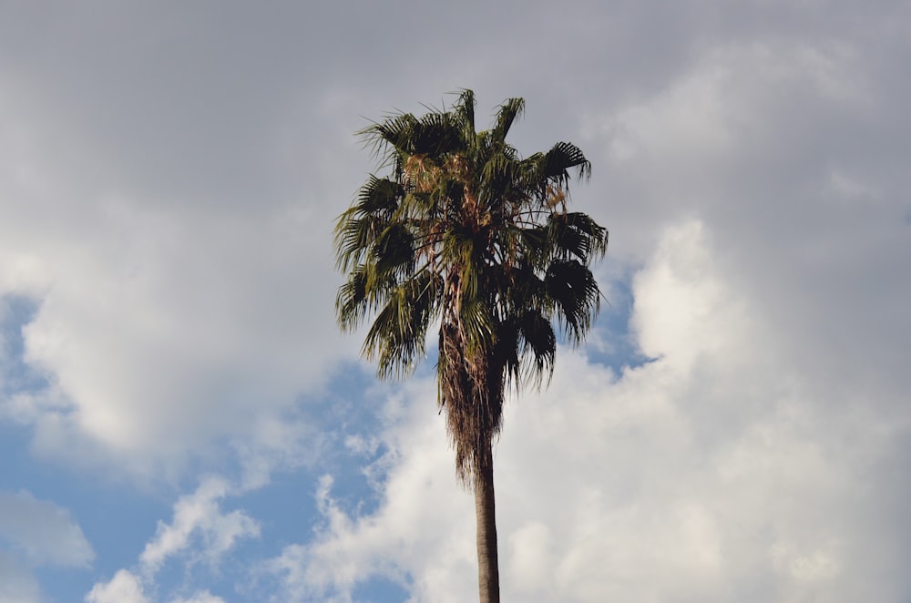 low-angle photography of palm tree