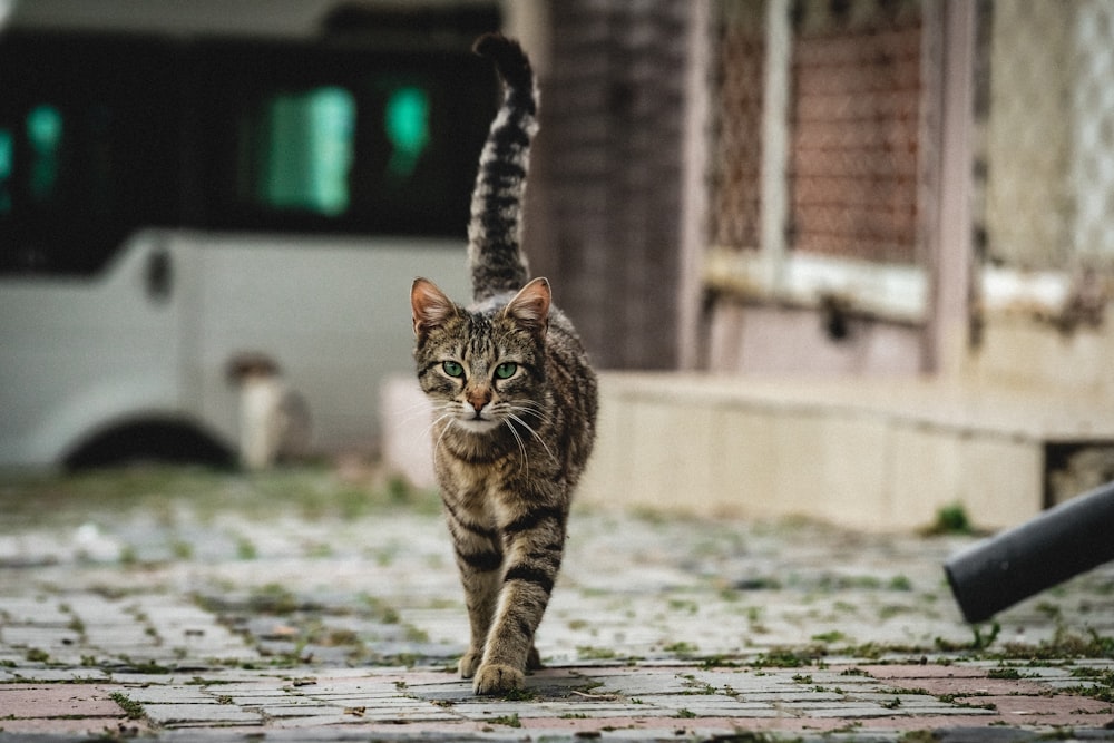 gray tabby cat walking on road