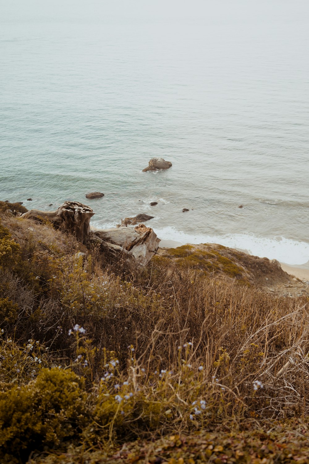 plants near seashore