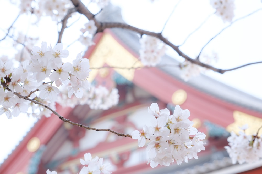 white flower tree