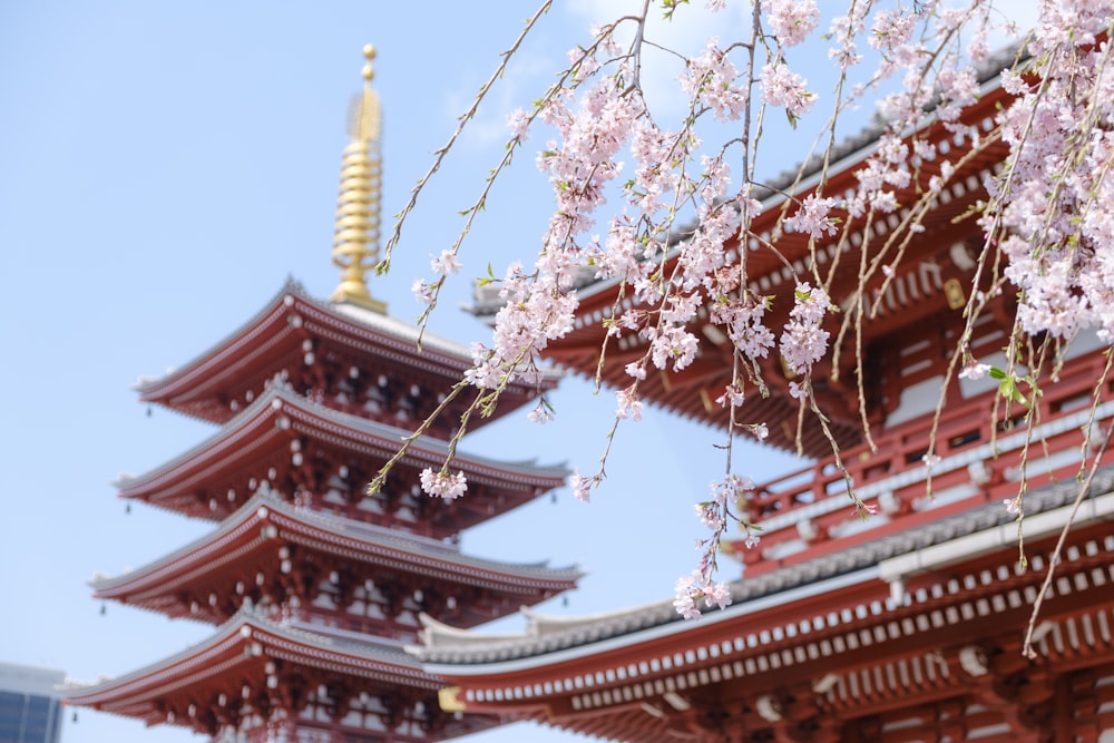 ピンクの桜に囲まれた赤い寺院