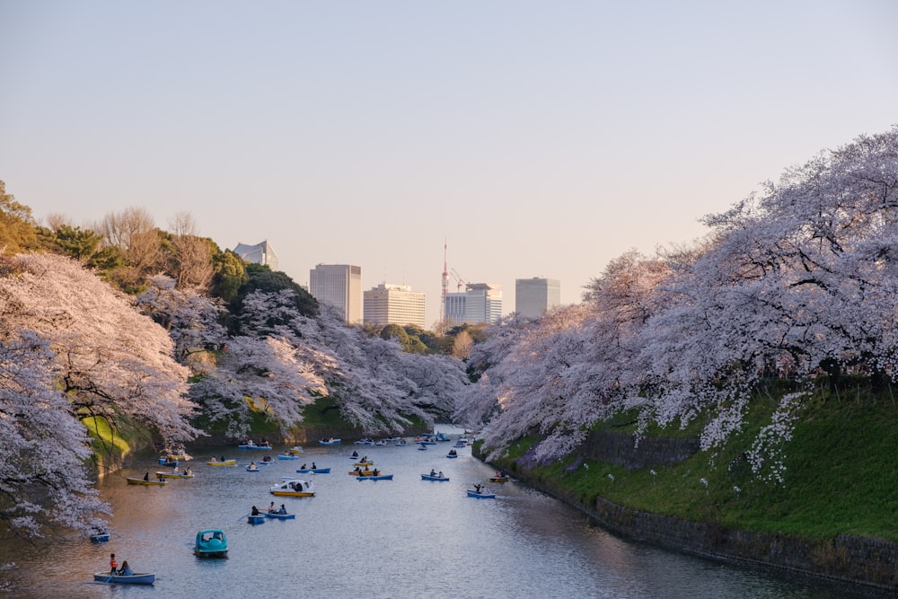 white sakura tree