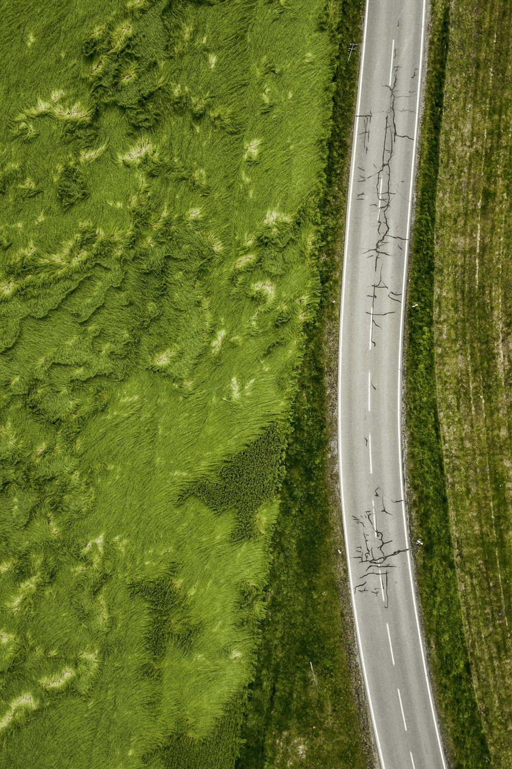 植物の間の空のコンクリート道路の航空写真