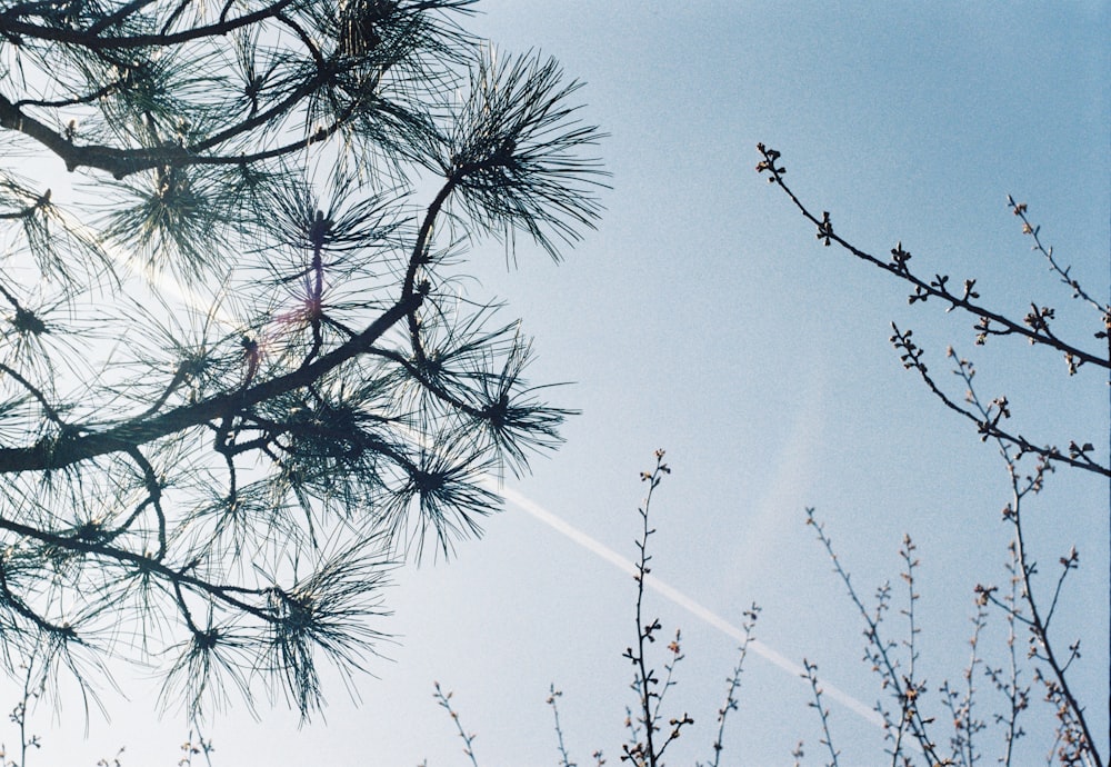 green-leafed tree under calm blue sky during daytime