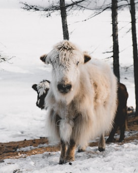 A fluffy white yak stands in a snowy landscape with trees in the background. Behind the yak, another darker-colored animal is partially visible. The scene is serene and natural, with snow covering the ground and sparse trees adding depth to the environment.