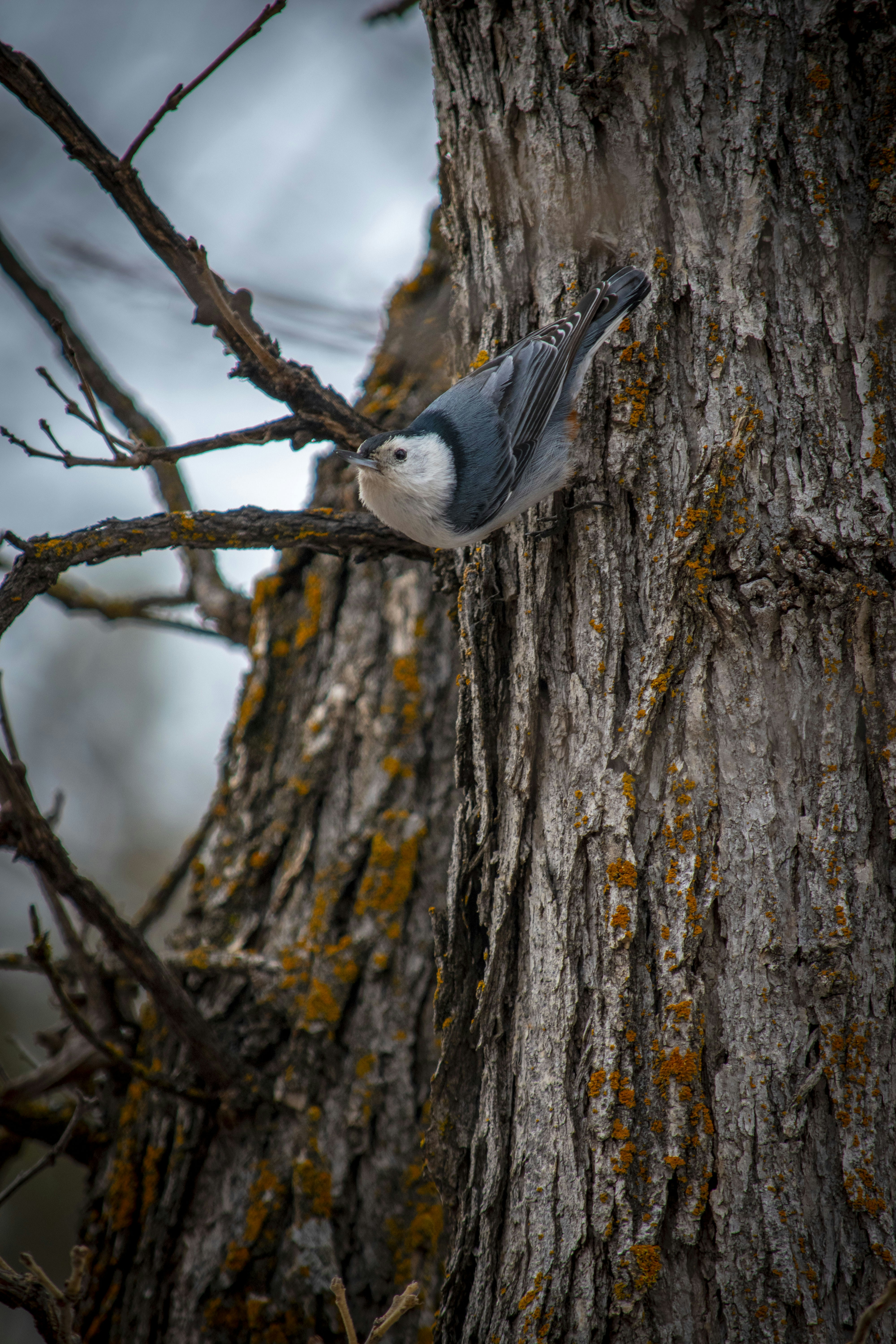 white and blue bird perching on a tree branch