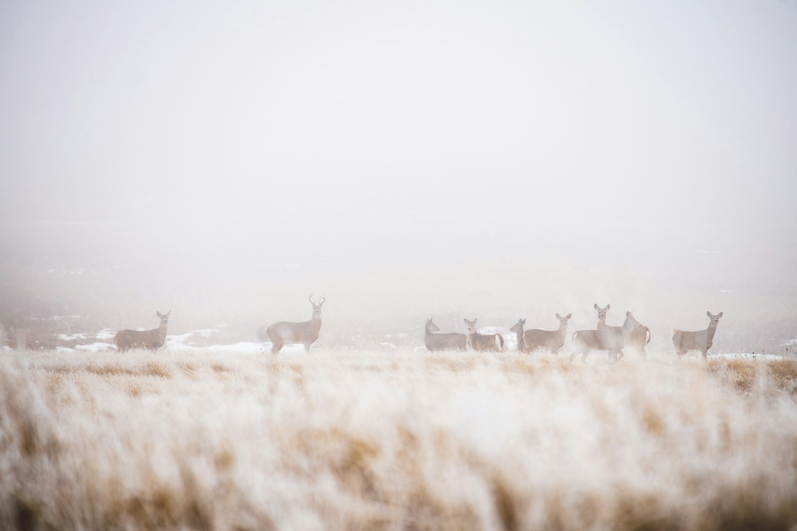 Nikon D5500 + Nikon AF-S DX Nikkor 55-300mm F4.5-5.6G ED VR sample photo. Group of deers photography