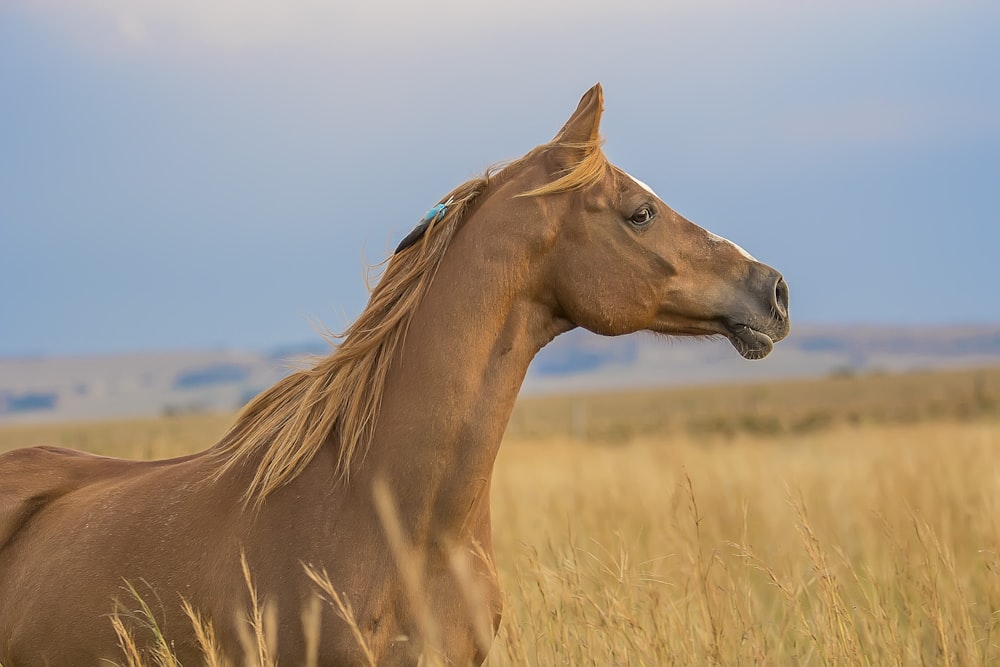 brown horses surrounded by wheat field