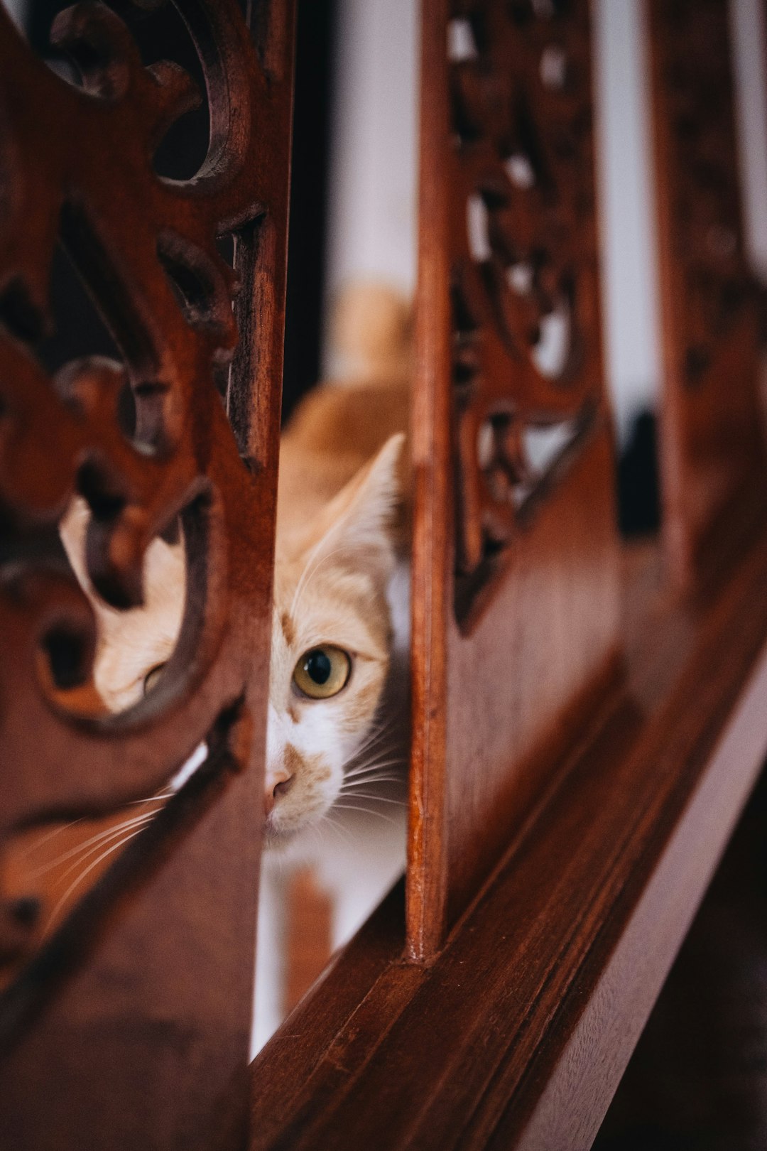 orange cat near wall