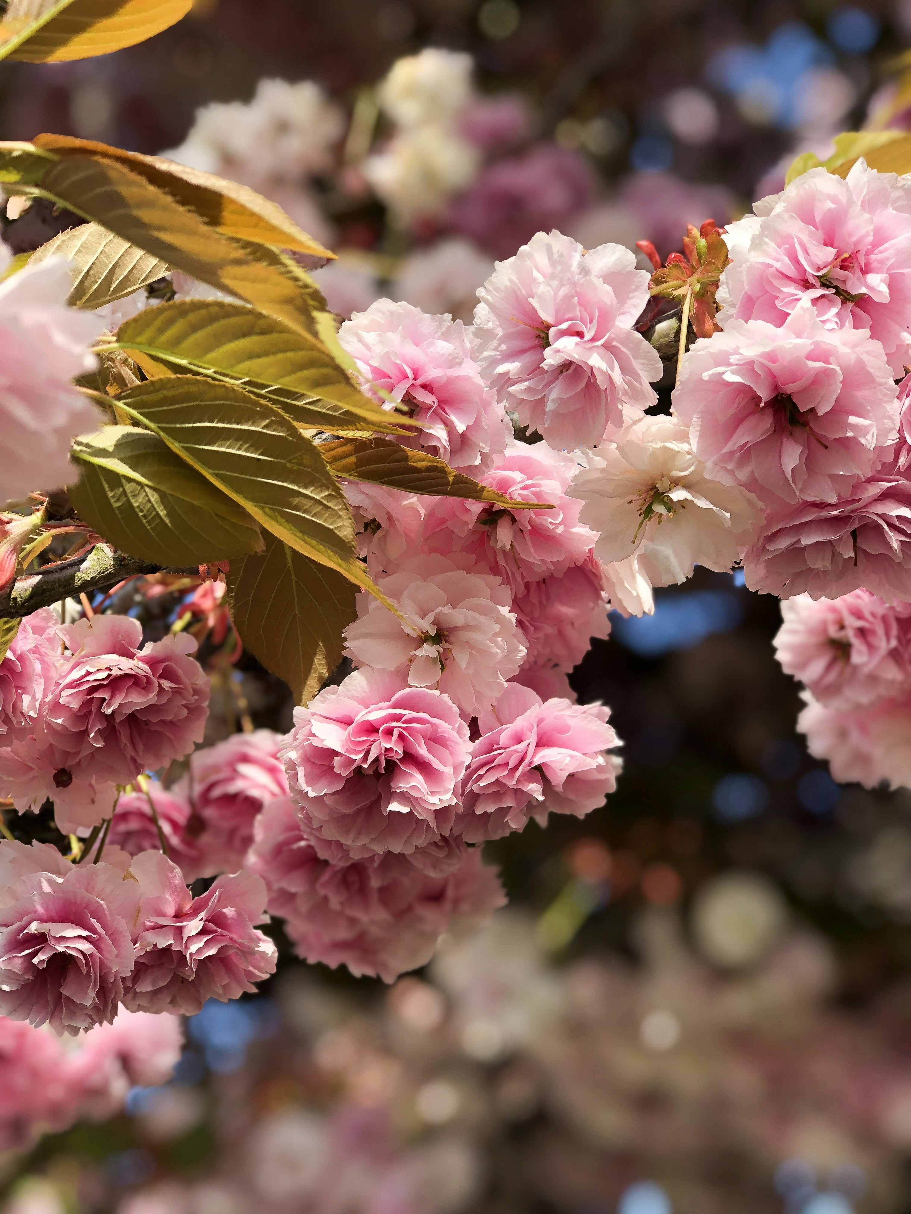 Photo by rach_henning