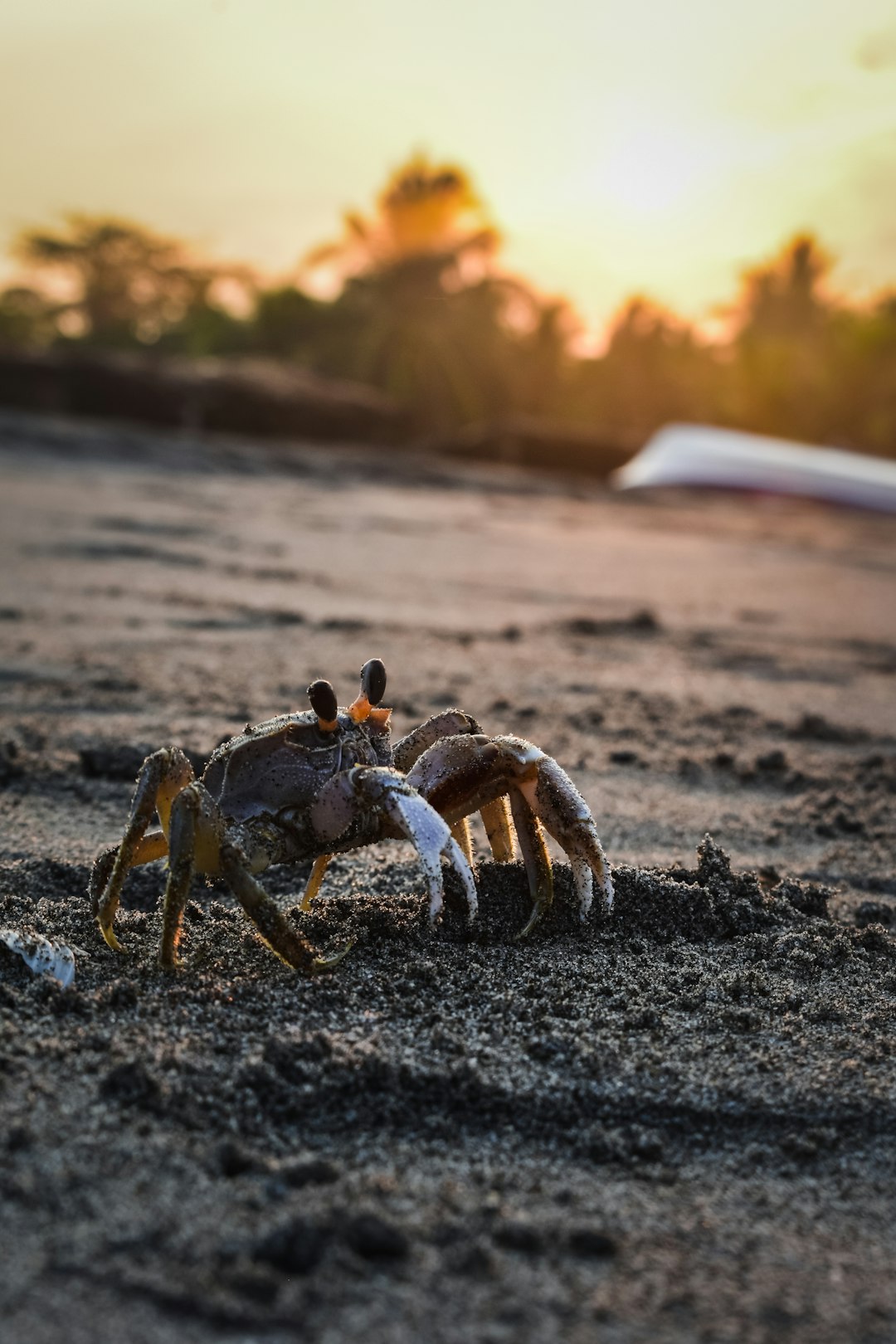 crab on sand near trees crab