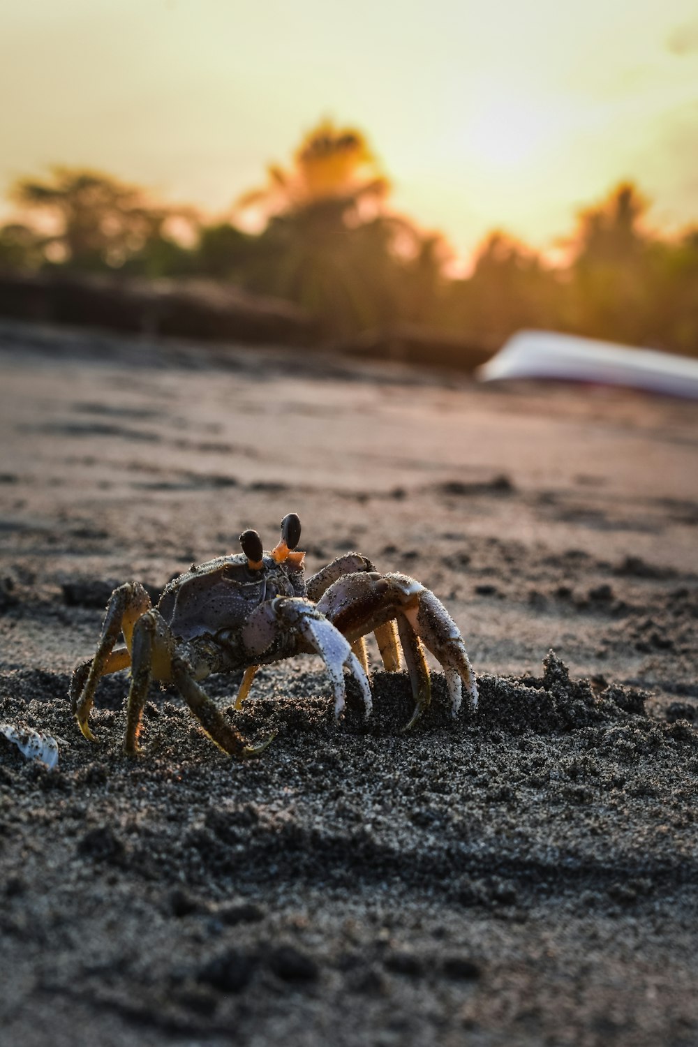 crab on sand near trees