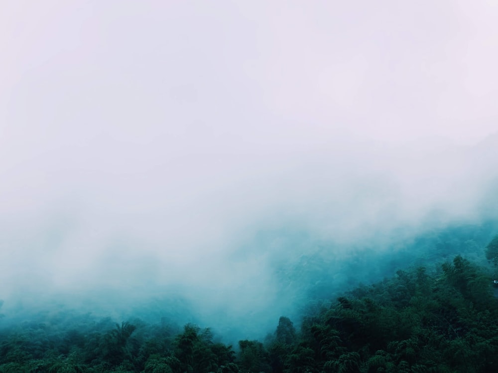 grünbelaubte Bäume unter weißen Wolken