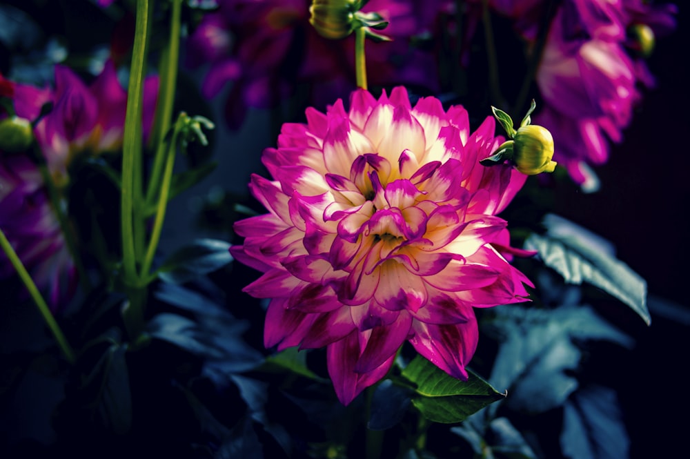 close-up photography of cluster flower