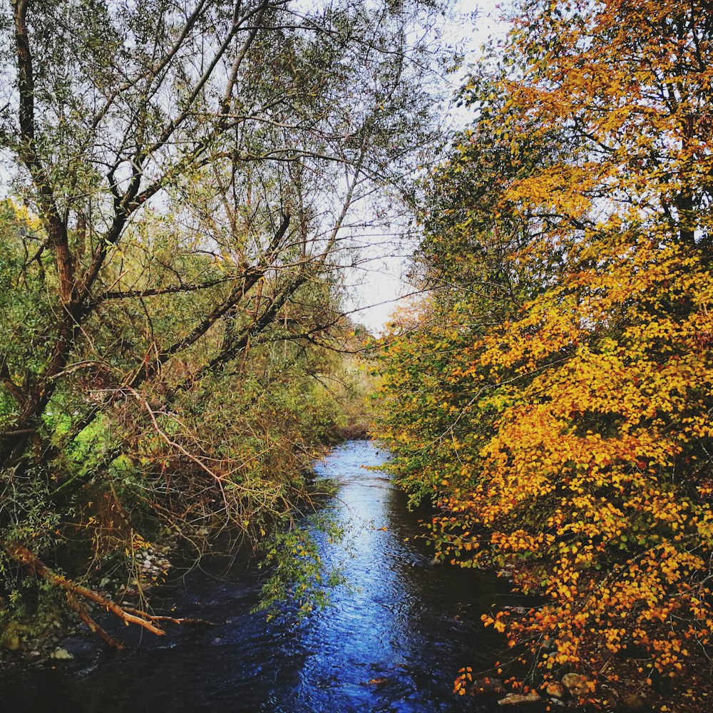 body of water surrounded with trees