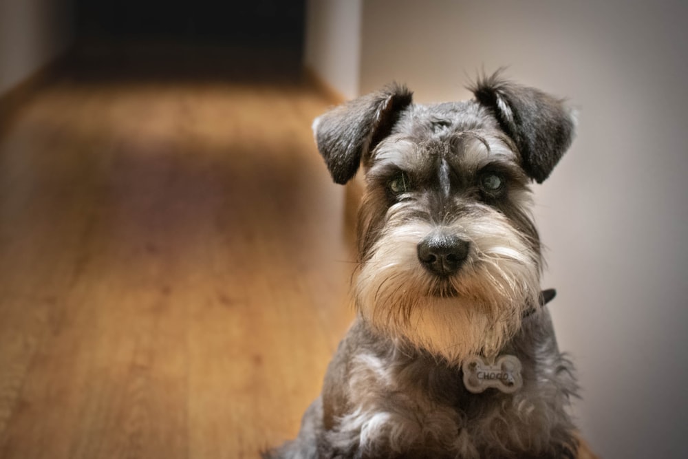 gray and white Schnauzer dog