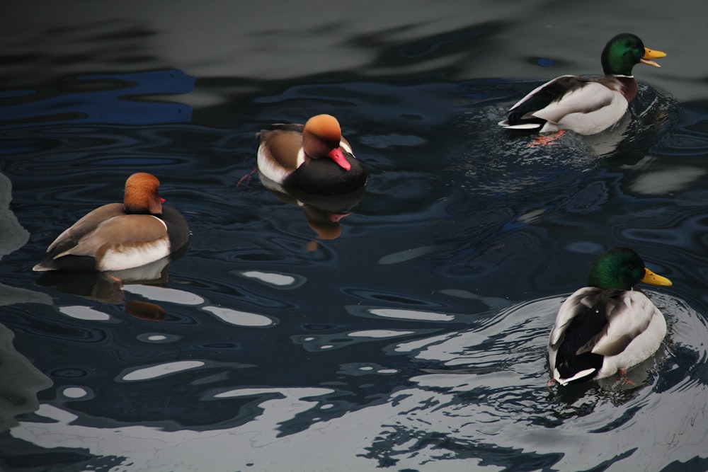 mallard ducks in body of water