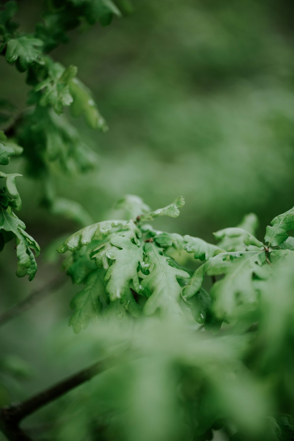 selective focus photography of green plant