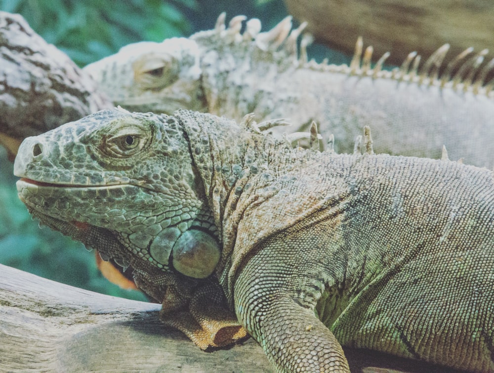 two green iguanas close-up photo