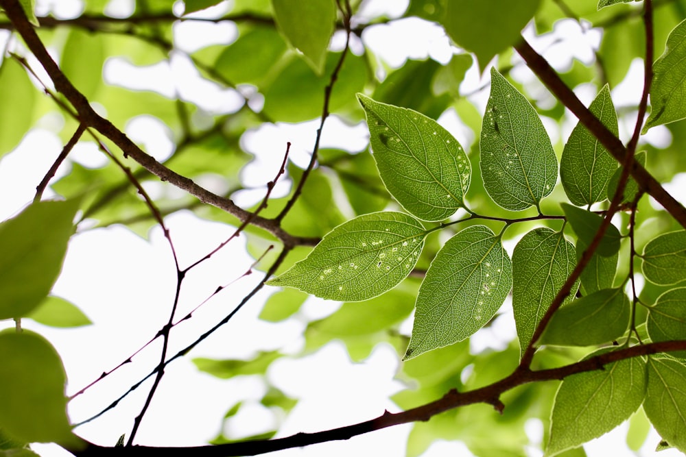 green leaf