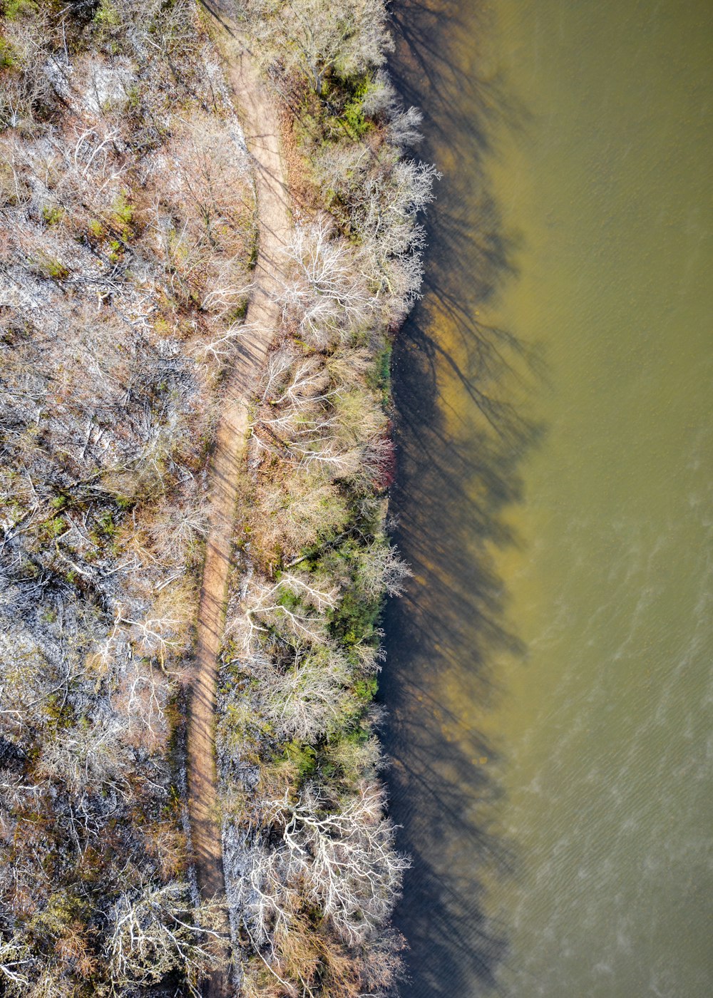 alberi a foglia verde vicino a uno specchio d'acqua