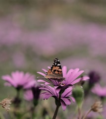 shallow focus photo of brown butterfly on purple flower