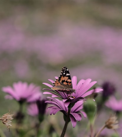 shallow focus photo of brown butterfly on purple flower