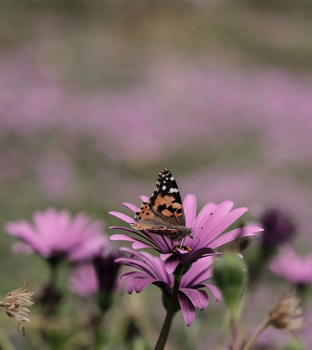shallow focus photo of brown butterfly on purple flower