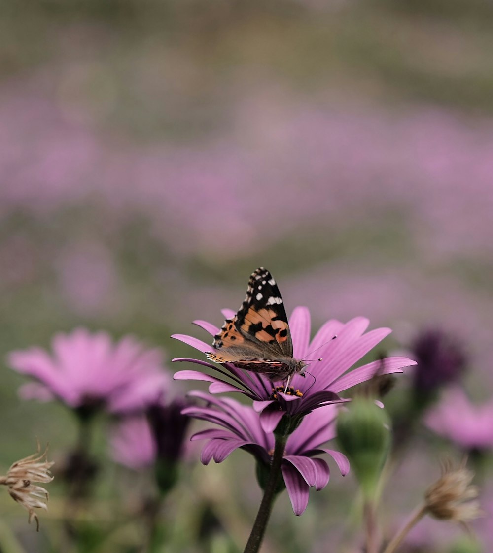 shallow focus photo of brown butterfly on purple flower