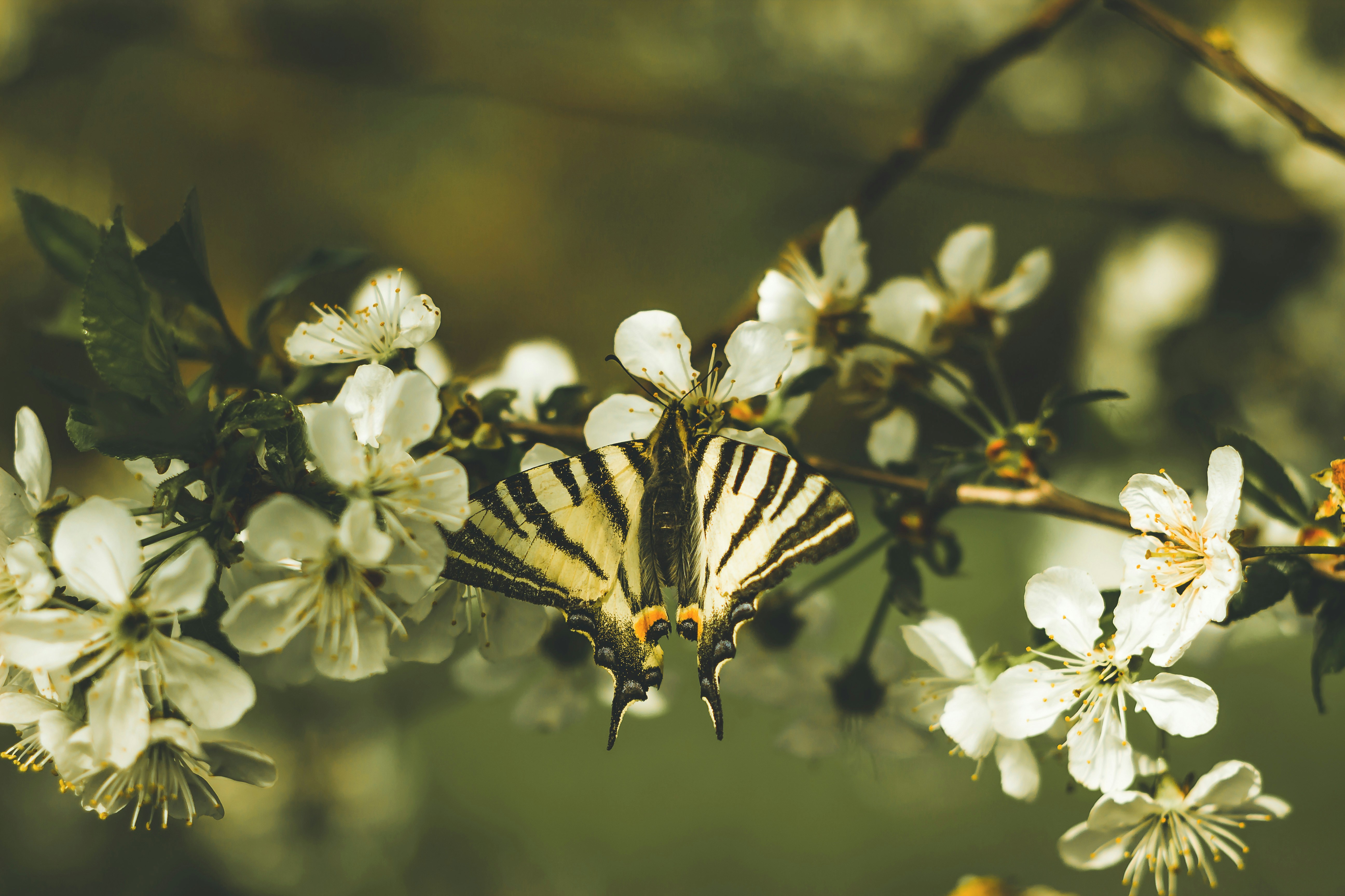 Photo by dariuscotoi