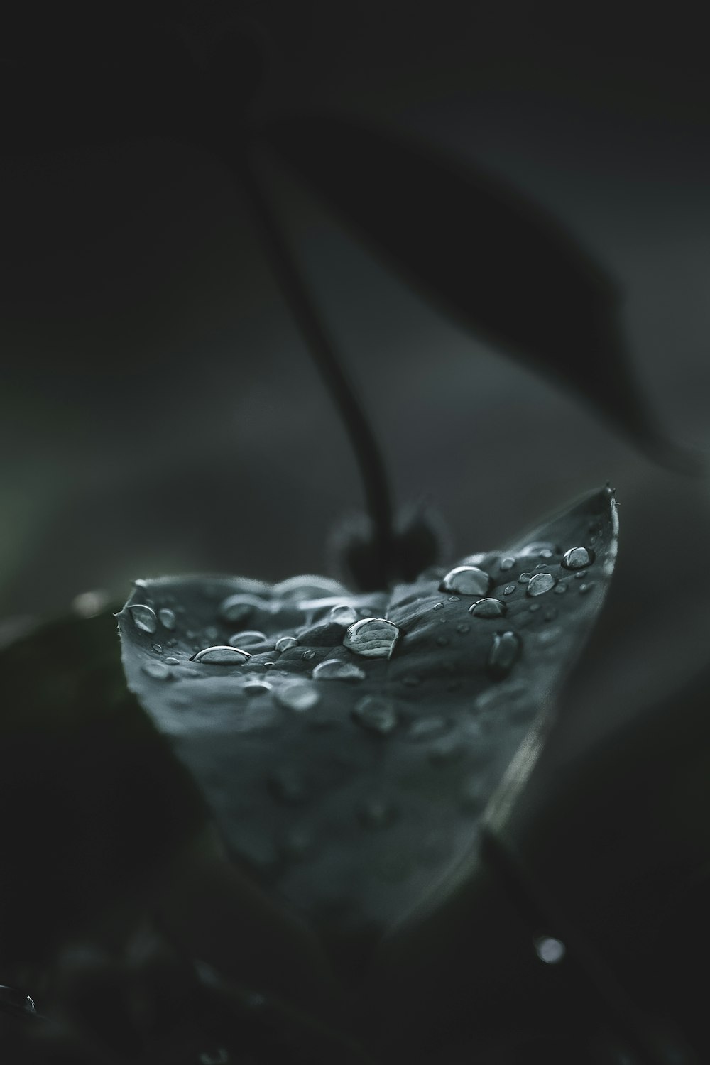 grayscale photo of water dews on elaf